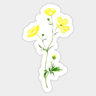 yellow buttercup flower watercolor Sticker